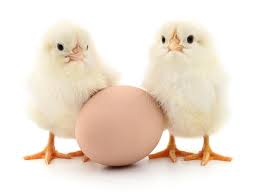 Dwa jajka i kurczaki obraz stock. Obraz złożonej z dziecko - 76450589