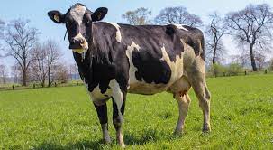 Czy krowa może zagrozić klimatowi na ziemi? - Bydło i mleko