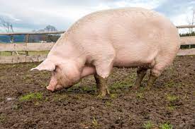 W Chinach wyhodowano świnię ważącą ponad 500 kg - Mięso wędliny ryby