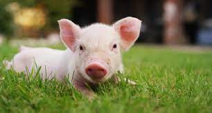 Świnie pomogą leczyć raka u ludzi